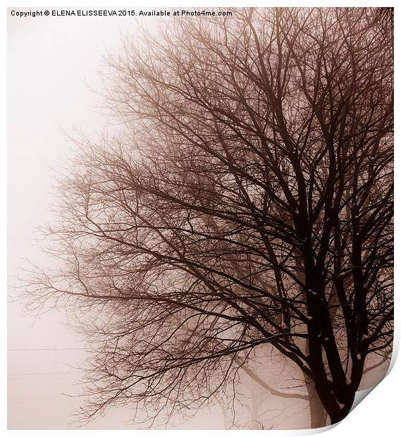 Leafless tree in fog Print by ELENA ELISSEEVA