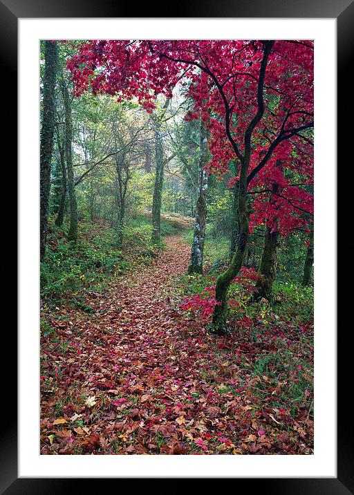  Autumn in Snowdonia Framed Mounted Print by Rory Trappe