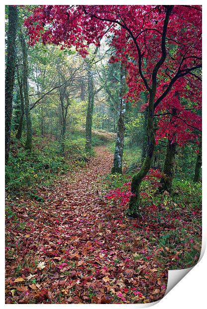  Autumn in Snowdonia Print by Rory Trappe