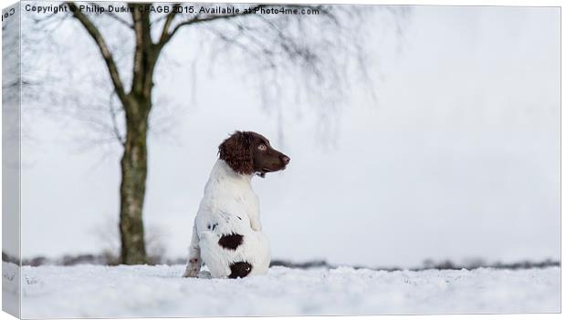  Spaniel In The Snow Canvas Print by Phil Durkin DPAGB BPE4