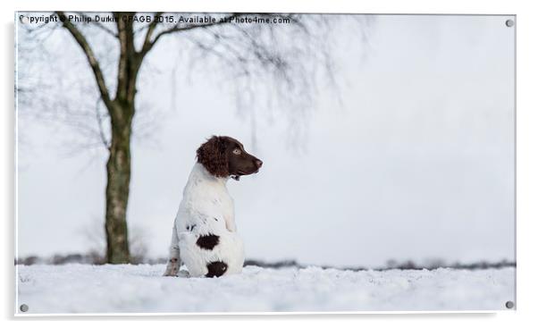  Spaniel In The Snow Acrylic by Phil Durkin DPAGB BPE4