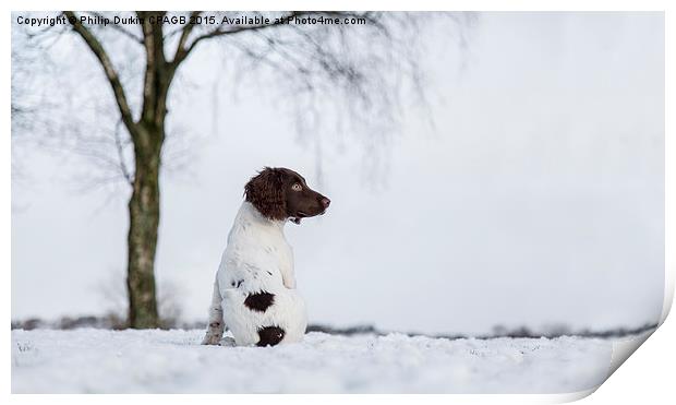  Spaniel In The Snow Print by Phil Durkin DPAGB BPE4