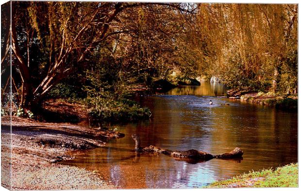  Autumn colours  Canvas Print by sylvia scotting