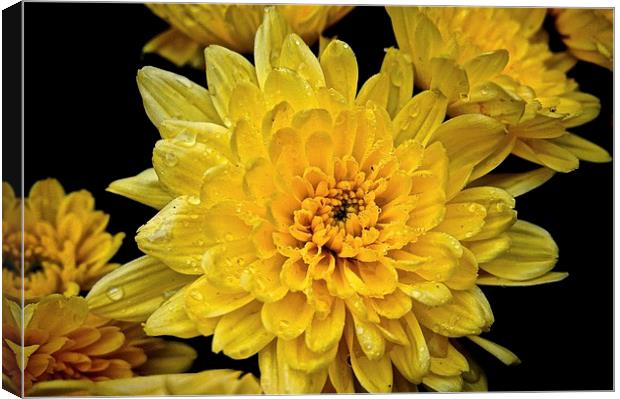  Yellow Carnations with rain droplets on the petal Canvas Print by Sue Bottomley