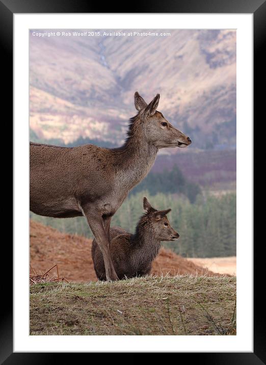  Red Deer, Glencoe Framed Mounted Print by Rob Woolf