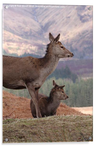  Red Deer, Glencoe Acrylic by Rob Woolf