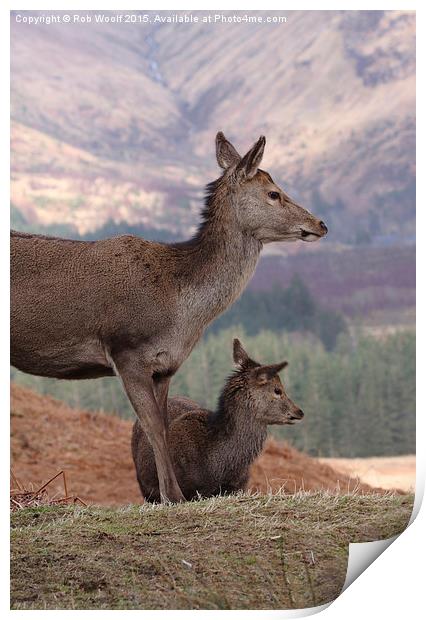  Red Deer, Glencoe Print by Rob Woolf