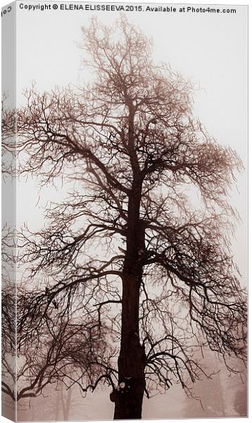 Winter tree in fog Canvas Print by ELENA ELISSEEVA