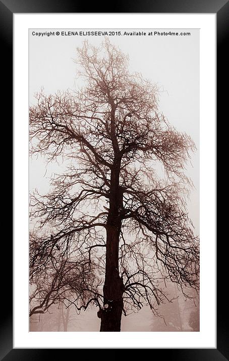 Winter tree in fog Framed Mounted Print by ELENA ELISSEEVA