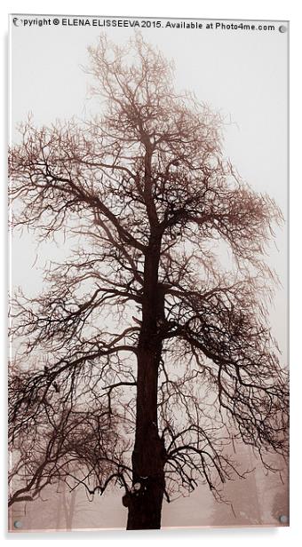 Winter tree in fog Acrylic by ELENA ELISSEEVA