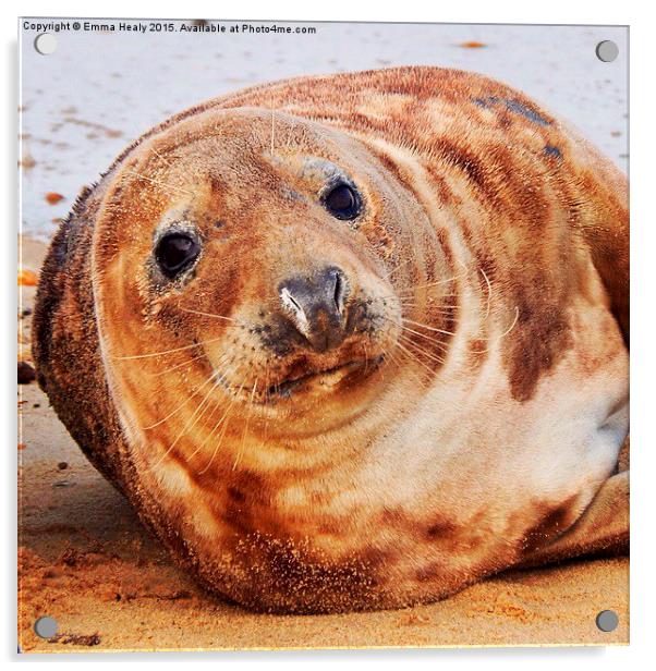 Horsey beach seal  Acrylic by Emma Healy