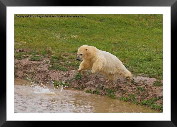  Diving Polar Bear Framed Mounted Print by Brian Fagan