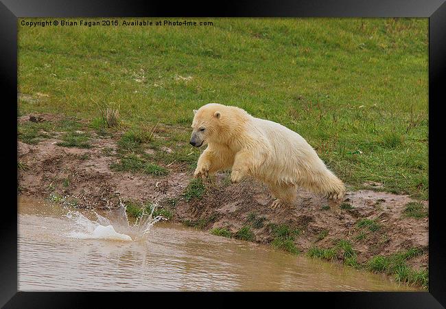  Diving Polar Bear Framed Print by Brian Fagan