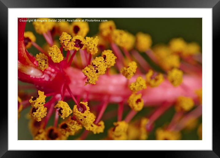 Sweet Pollen. Macro of Hibiscus  Framed Mounted Print by Angelo DeVal