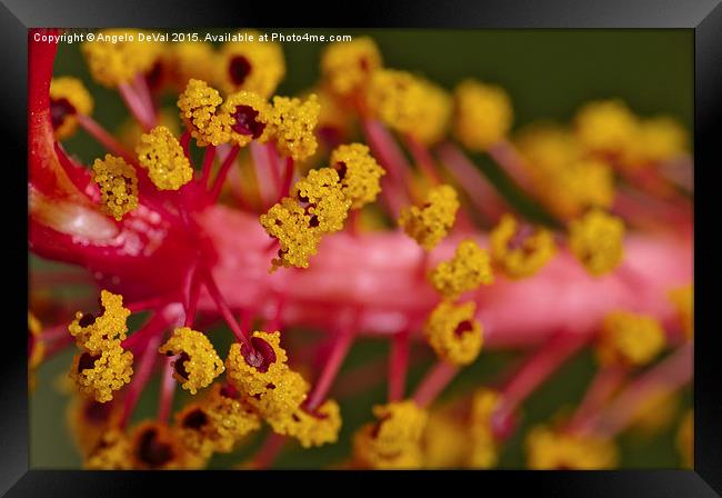 Sweet Pollen. Macro of Hibiscus  Framed Print by Angelo DeVal