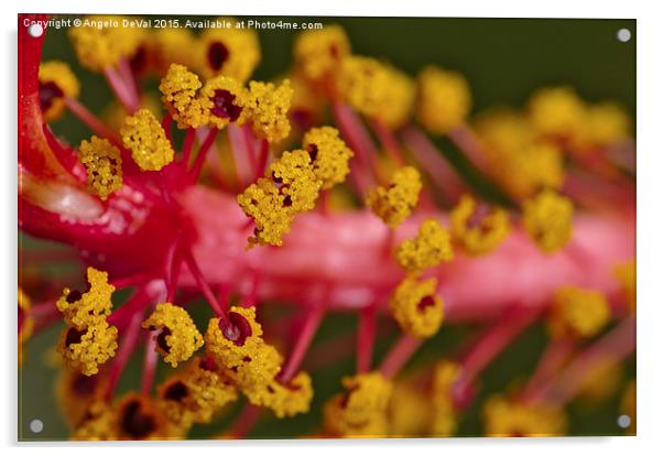 Sweet Pollen. Macro of Hibiscus  Acrylic by Angelo DeVal