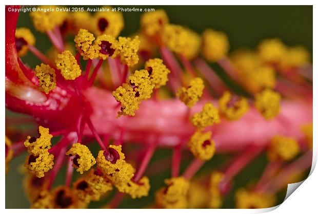 Sweet Pollen. Macro of Hibiscus  Print by Angelo DeVal