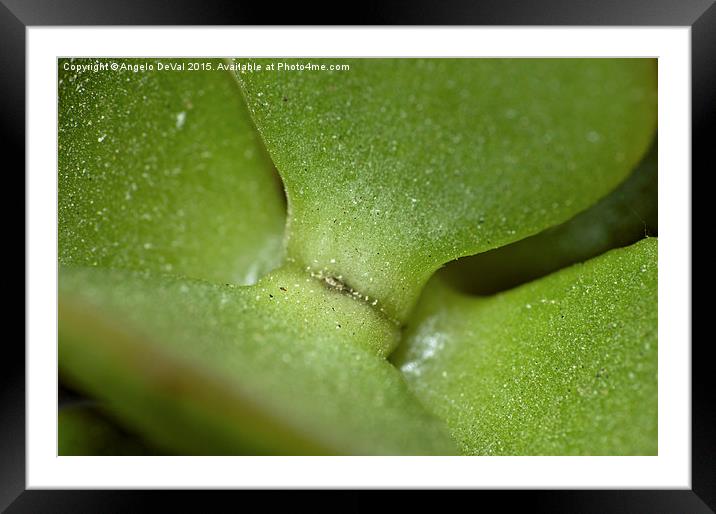 Natural Green  Framed Mounted Print by Angelo DeVal