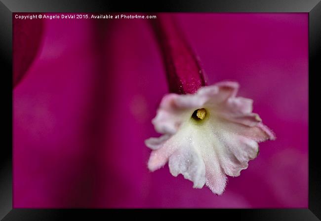 Hidden Pollen. Macro of Bougainvillea flower Framed Print by Angelo DeVal