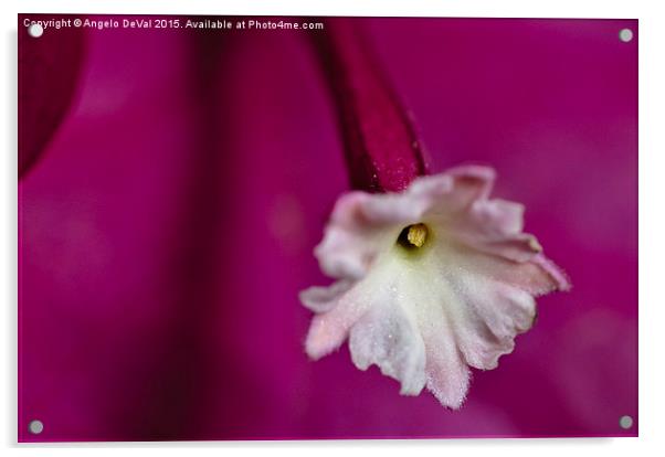Hidden Pollen. Macro of Bougainvillea flower Acrylic by Angelo DeVal