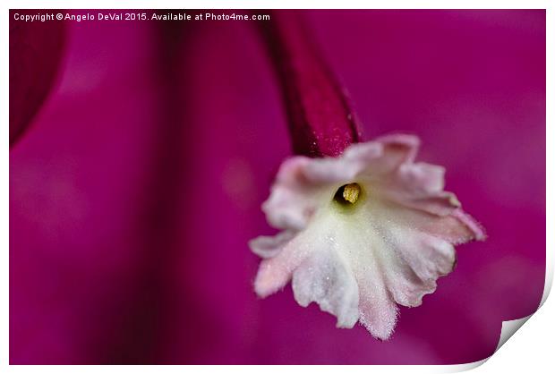 Hidden Pollen. Macro of Bougainvillea flower Print by Angelo DeVal