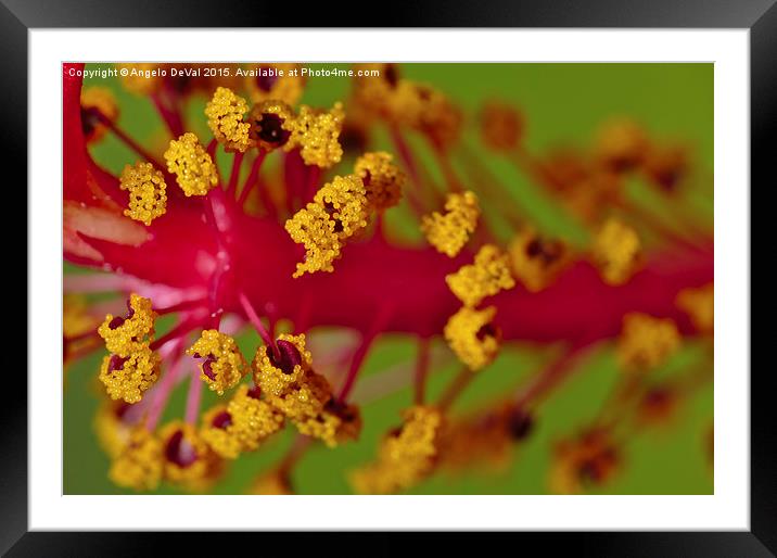 Sweet Pollen. Macro of Hibiscus Framed Mounted Print by Angelo DeVal