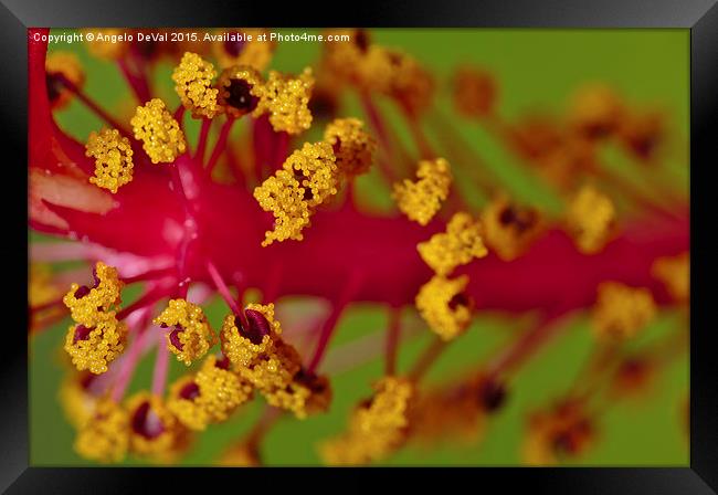 Sweet Pollen. Macro of Hibiscus Framed Print by Angelo DeVal