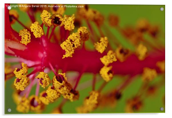 Sweet Pollen. Macro of Hibiscus Acrylic by Angelo DeVal