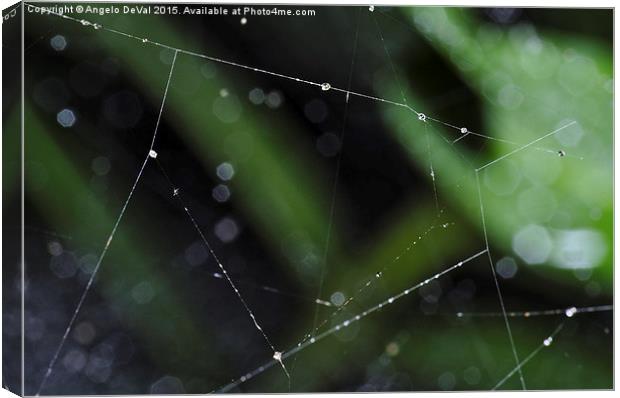 Spider Lines. Macro of Spiderweb Canvas Print by Angelo DeVal