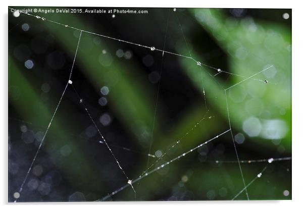Spider Lines. Macro of Spiderweb Acrylic by Angelo DeVal