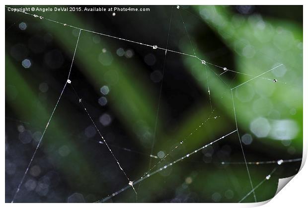 Spider Lines. Macro of Spiderweb Print by Angelo DeVal