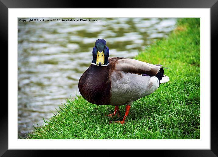  A Mallard or Drake weighing me up Framed Mounted Print by Frank Irwin