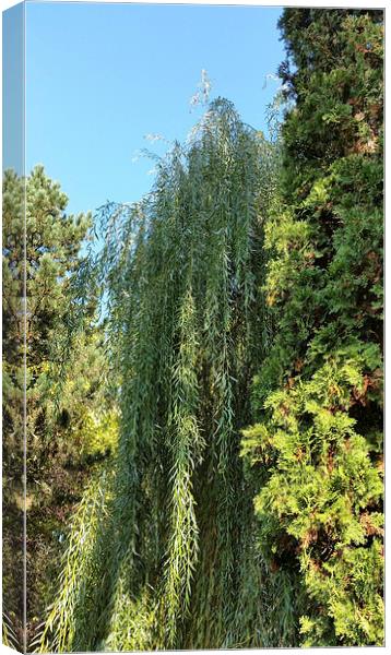  willow and two fir trees Canvas Print by Marinela Feier