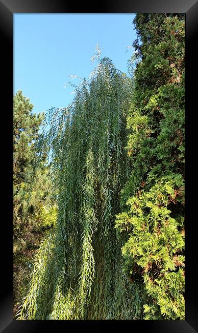  willow and two fir trees Framed Print by Marinela Feier