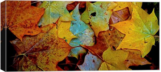Fallen Autumn Leafs Canvas Print by Sue Bottomley
