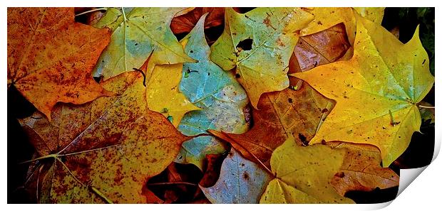 Fallen Autumn Leafs Print by Sue Bottomley
