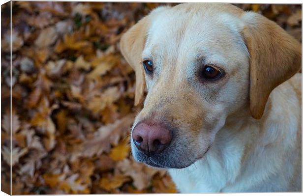 Labrador on a bed of Autumn Leafs  Canvas Print by Sue Bottomley