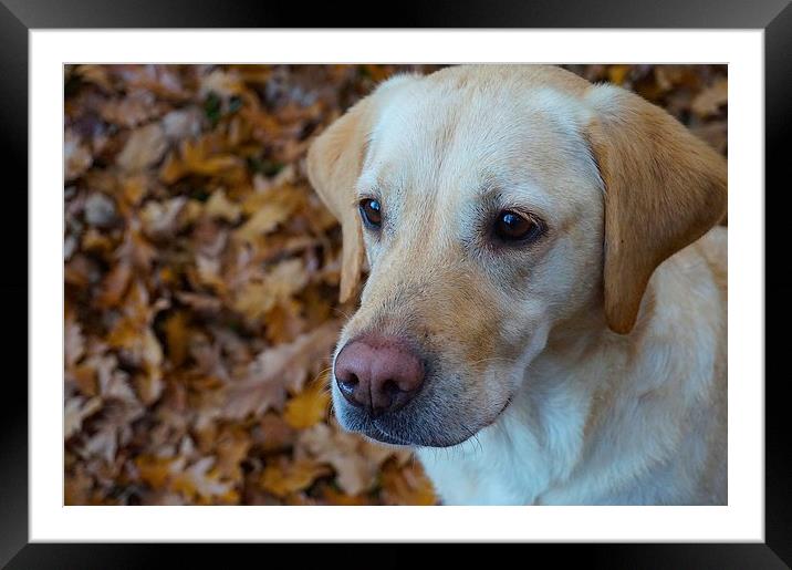 Labrador on a bed of Autumn Leafs  Framed Mounted Print by Sue Bottomley