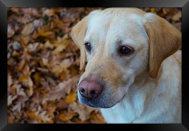 Labrador on a bed of Autumn Leafs  Framed Print by Sue Bottomley