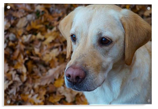 Labrador on a bed of Autumn Leafs  Acrylic by Sue Bottomley