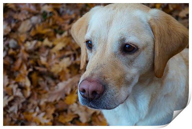Labrador on a bed of Autumn Leafs  Print by Sue Bottomley