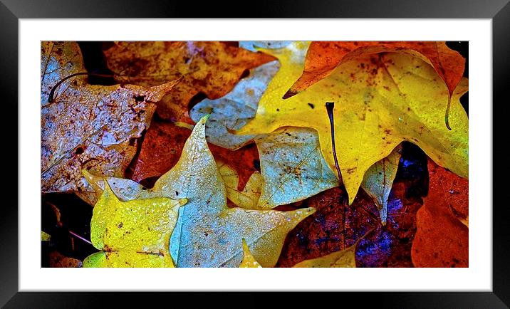  Fallen Autumn Leafs Framed Mounted Print by Sue Bottomley