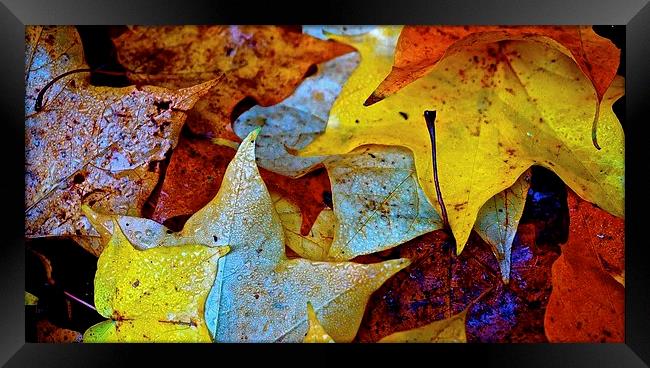  Fallen Autumn Leafs Framed Print by Sue Bottomley