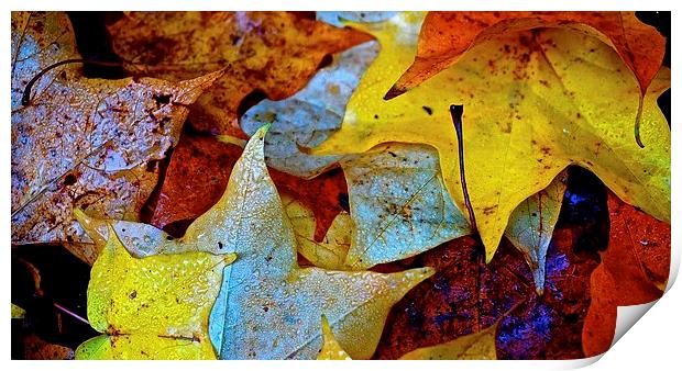  Fallen Autumn Leafs Print by Sue Bottomley