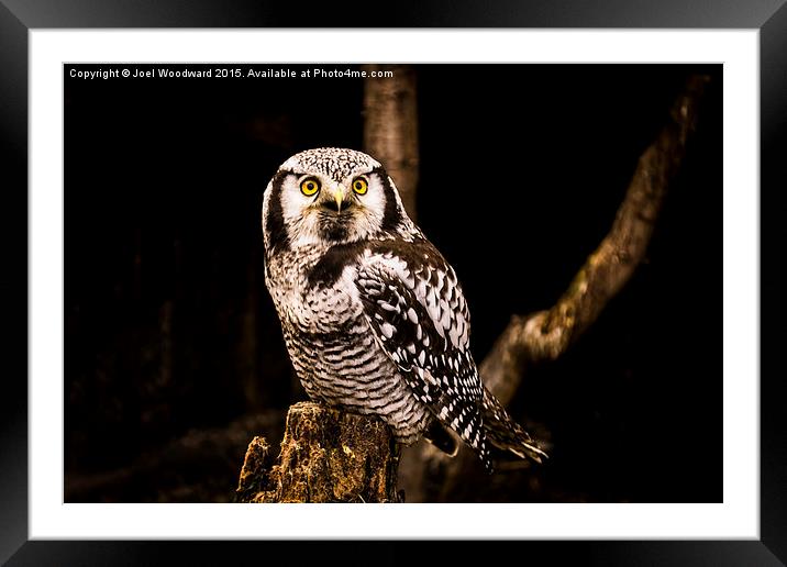 The Great Horned Owl Framed Mounted Print by Joel Woodward