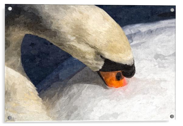 The Preening Swan Art Acrylic by David Pyatt