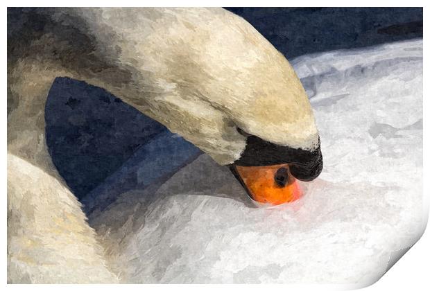 The Preening Swan Art Print by David Pyatt