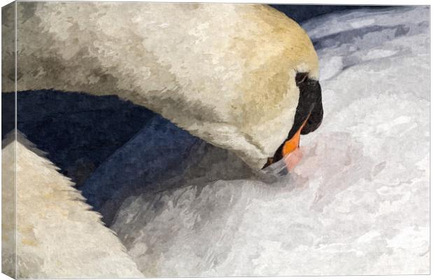 The Preening Swan Art Canvas Print by David Pyatt