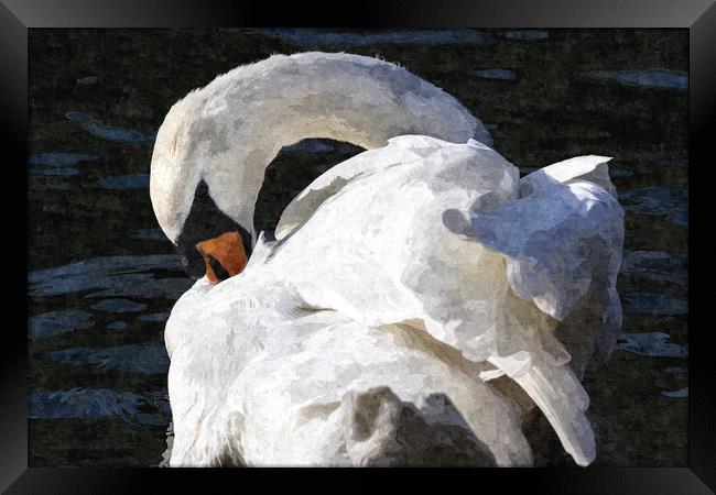 The Preening Swan Art Framed Print by David Pyatt