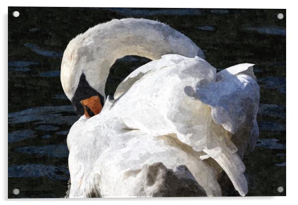 The Preening Swan Art Acrylic by David Pyatt